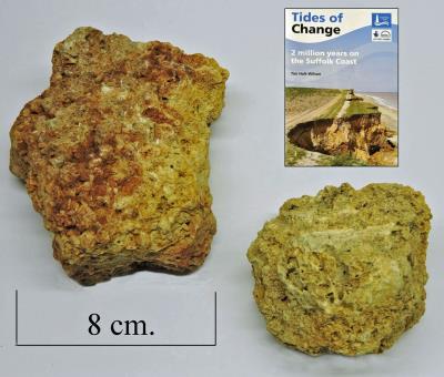 Coralline crag. Thorpeness,Suffolk. Bill Bagley Rocks and Minerals